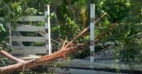 Miami-Dade siblings share shock after lightning strikes tree at home
