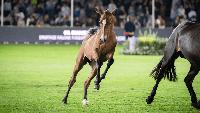 Inside the lavish show jumping event that's open to the public