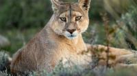 Search for large exotic cats in Indiana ends with unexpected discovery