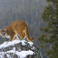 FWP forms new panel to help shape Montana mountain lion management