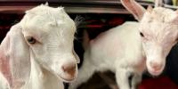 Rabies outbreak at North Carolina mobile petting zoo triggers health warning