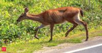 Why is Ohio spending $200,000 on refrigerated trailers for deer? The surprising plan could solve 3 growing problems at once