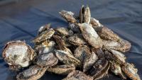 Microplastic pollution may be stressing oysters along the Gulf coast