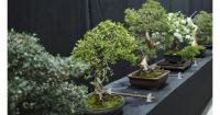 Greek olive meets the art of bonsai at the 90th Thessaloniki International Fair