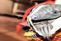 Botswana national arrested after allegedly crossing into SA with live pangolin