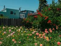 ‘Hard to believe they’re real’: The delight of San Francisco’s dahlias