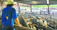 Trump plans to let farmers process their food