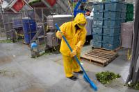 With shoppers wary of illness, farmers destroy millions of heads of lettuce