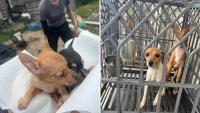 Florida deputies rescue 85 dogs, 11 horses in largest canine impound in shelter history