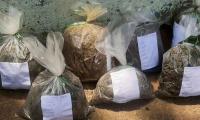 Cannabis consumption becomes new challenge in villages