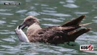 Antarctic bird spotted in New Mexico