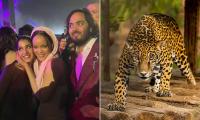 Inside the modern day Noah's Ark built by a billionaire's son: SUE REID visits the world's biggest wildlife sanctuary that has saved 150,000 animals from terrible suffering
