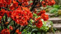 Japanese quince blooms in early spring before other garden plants