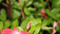 Gardening: September – More heat, heavy rain; and your 'to do' list