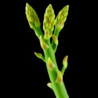 75 Asparagus chloroplast genomes reveal conserved architecture and nuclear phylogenetic conflict