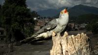The silence of the cuckoo bird and catastrophic floods warn Nepal’s climate future is already here