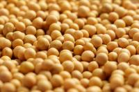 Soybeans Rallying with Product Strength