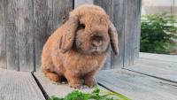 Israel’s abandoned rabbit crisis grows