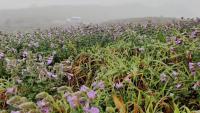 Illegal trekking, ‘hidden spot’ tourism raise alarm in Karnataka's Western Ghats