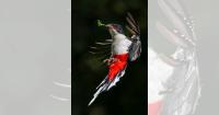An image of Cuba's national bird wins the Grand Prize for Online Digital Nature 2026