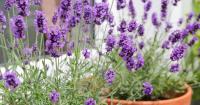 Lavender and rosemary will prosper if gardeners mix 1 ingredient around plants