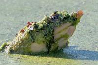 Florida softshell turtle covered in duckweed captured in The Village of Fenney