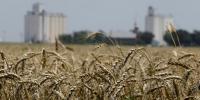Kansas ranchers point to land, herd size in beef price debate