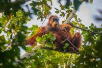 Forest loss, wildfires put orangutans at high extinction risk