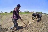 WFP Plans to Insure Farms Before the Harvest Can Pay for It