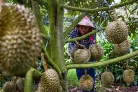 Vietnamese coffee farmers ride China's durian wave