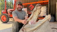 Mississippi hunters bag massive alligator so big hunter may 'retire'