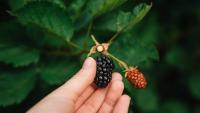 UK households warned over £300 fine for blackberry picking in certain areas