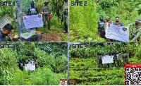 Over P200,000 marijuana plants discovered in Ilocos Sur