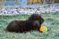 Newfoundland Finds the Sweetest Way To Let His Puppy Sister Join the Game of Catch