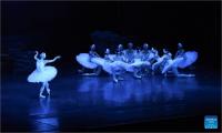 Shanghai "swan" spreads wings in the Netherlands