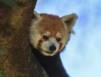 Red Panda Dies at Indianapolis Zoo