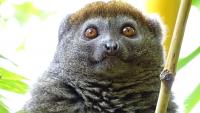 Meet the ‘gentle’ lemur with a dangerous taste for bamboo