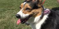 Rupert Elks Lodge hosts corgi race to benefit animal shelter