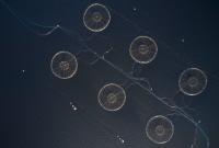 Three-quarters of 'sustainable' salmon farms broke environmental rules. None lost their accreditation.
