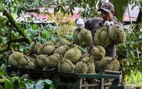 Vietnam's Central Highlands produces around one sixth of the world's coffee, but farmers are switching their traditional crop for durian to cash in on surging Chinese demand.