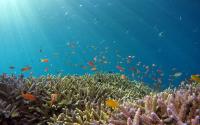 AI Dives Into a Sea of Data, From Plankton to Pollution