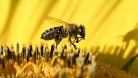 Hungary's bee population at risk, warns national beekeepers' association