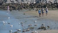 Shark sightings surge along southern Maine coast as experts explain what's driving the spike