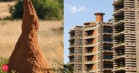 In 1996, architects in Harare built a shopping mall modeled on termite mounds; its passive chimney vents kept the interior cool using 90% less energy