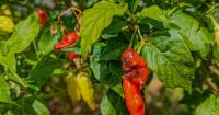 Rain, heat, and disease: Why anthracnose thrives in the tropics - what to do about it