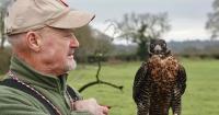 Meet the Army veteran from Wrexham who rehabilitates birds of prey full time