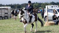 Irish horses shine as bitless show classes put horsemanship first