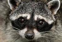 AI And The Wildlife Equation