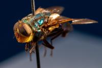 Texas hunting outlook affected by dry conditions; hunters urged to look for screwworm