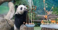 Taipei Zoo celebrates giant panda Yuan Yuan's 22nd birthday